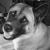 :iconsevenkre: