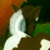 :iconseventhsapphire: