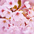 :iconsexcherryblossom: