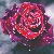 :iconsexyanna:
