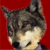 :iconsexygreyshewolf: