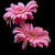 Seydanur40 :iconseydanur40: