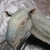 Sfoulkes :iconsfoulkes: