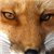 :iconsfuchs: