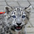 :iconsgmpink25:
