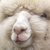 :iconsgtalpaca:
