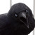 :iconshaadowraven: