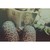 :iconshaakira96: