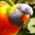 :iconshabur:
