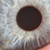 :iconshachz: