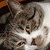 :iconshadallpictures: