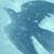 :iconshade319:
