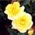 :iconshaded-roses: