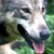 ShadeeWolf :iconshadeewolf: