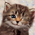 :iconshadenfrozen: