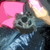 :iconshadeyhog:
