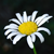 shadoj :iconshadoj: