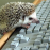 :iconshadolix: