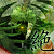 :iconshadow-blackfire: