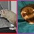 :iconshadow-kat15: