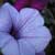 :iconshadow-of-a-knight: