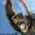 :iconshadow-owl: