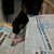 :iconshadow-strikeraven: