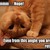 :iconshadow-wolf-moonrise: