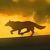 :iconshadow-wolf013: