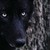 :iconshadow4206: