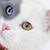 :iconshadowandyuuni: