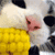 :iconshadowassassin777: