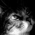 :iconshadowcat-2411: