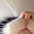 :iconshadowcat1191: