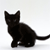 :iconshadowcatt13: