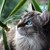 :iconshadowclaw123098: