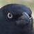 :iconshadowcrazee: