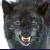 :iconshadowedxfang:
