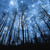 :iconshadowfoot-blackwolf: