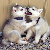 :iconshadowfox9012:
