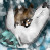 :iconshadowfoxna:
