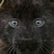 :iconshadowgirlfan1: