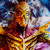 :iconshadowharold: