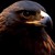 :iconshadowhawk04: