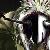 :iconshadowimp:
