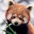 :iconshadowkit13: