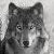:iconshadowlesswolf: