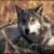 :iconshadowmeteor345:
