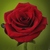 :iconshadowofblackrose: