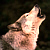 ShadowOfDawn :iconshadowofdawn: